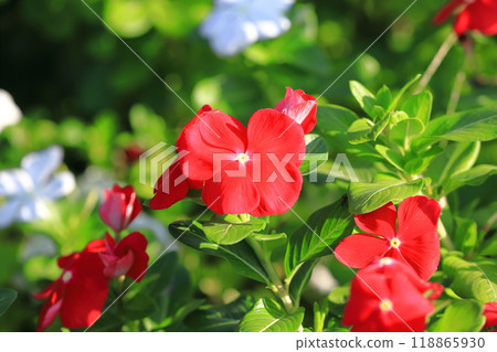 Red and white Madagascar periwinkle 118865930