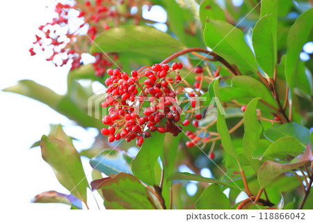 A coral tree with lots of fruit 118866042