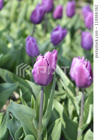 Tulip Purple Flag Tulip Purple Flag 118866362