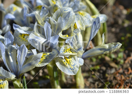 Iris Katherine Hodgkin Iris Katherine Hodgkin 118866363