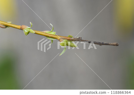 Golden Weeping Willow 118866364