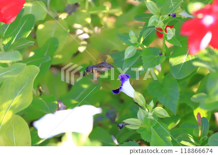 海星從一朵花飛到另一朵花尋找花蜜。 118866674