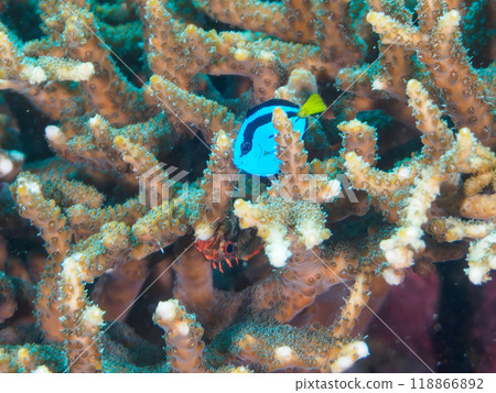 Beautiful table corals and cute juvenile blue tangs (family Acanthognathidae). Nakagi Hirizo Beach, Minamiizu-cho, Izu Peninsula, Shizuoka Prefecture 118866892
