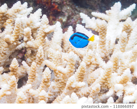 Beautiful table corals and cute juvenile blue tangs (family Acanthognathidae). Nakagi Hirizo Beach, Minamiizu-cho, Izu Peninsula, Shizuoka Prefecture Beautiful table corals and cute juvenile blue tangs (family Acanthognathidae). Nakagi Hirizo Beach, Minamiizu-cho, Izu Peninsula, Shizuoka Prefecture 118866897