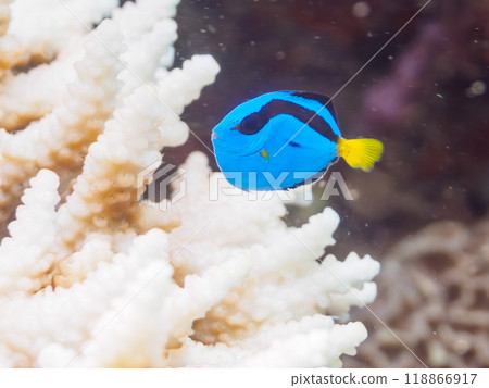 Beautiful table corals and cute juvenile blue tangs (family Acanthognathidae). Nakagi Hirizo Beach, Minamiizu-cho, Izu Peninsula, Shizuoka Prefecture Beautiful table corals and cute juvenile blue tangs (family Acanthognathidae). Nakagi Hirizo Beach, Minamiizu-cho, Izu Peninsula, Shizuoka Prefecture 118866917