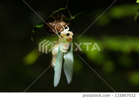 蟬正在出現 蟬正在出現 118867012