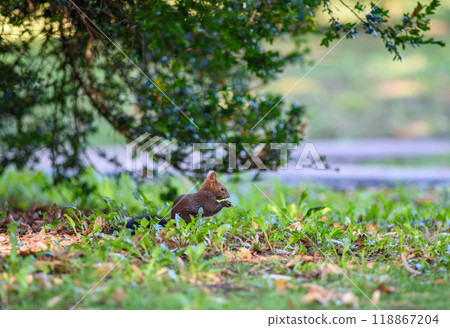 Squirrel eating oak acorn in a park in autumn 118867204