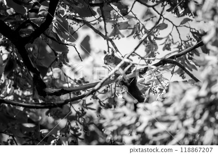 Squirrel climbing a tree with autumn leaves foliage Squirrel climbing a tree with autumn leaves foliage 118867207