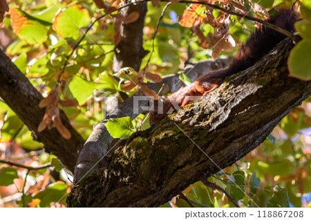 Squirrel climbing a tree with autumn leaves foliage 118867208