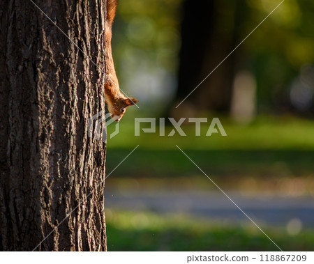 Squirrel climbing a tree with autumn leaves foliage 118867209