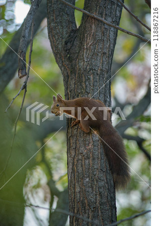 Squirrel eating oak acorn on a tree with autumn leaves 118867216