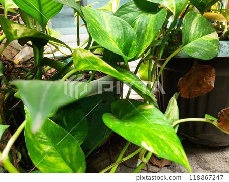 green leaves of a plant 118867247