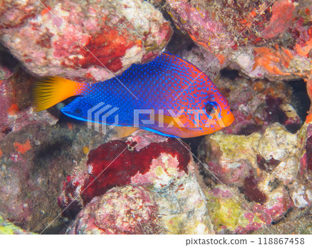 Cute juveniles of the Japanese endemic Angelfish (family: Angelfish) and others. Nakagi Hirizo Beach, Minamiizu-cho, Izu Peninsula - 2023 118867458