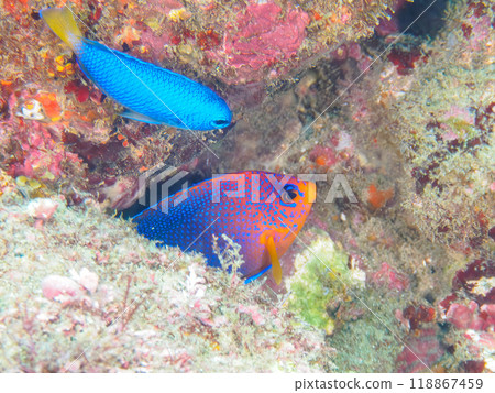Cute juveniles of the Japanese endemic Angelfish (family: Angelfish) and others. Nakagi Hirizo Beach, Minamiizu-cho, Izu Peninsula - 2023 118867459