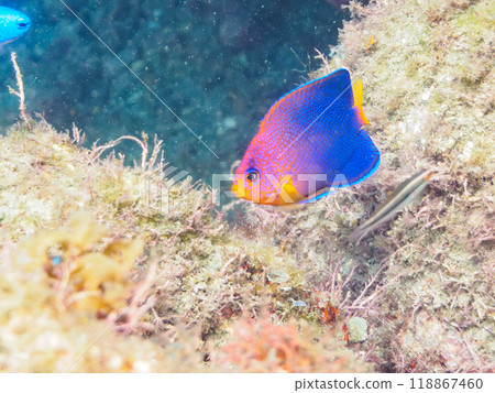 日本特有的可愛的小年夜飯（家人）等等。伊豆半島南伊豆町中木埼三海灘-2023 118867460