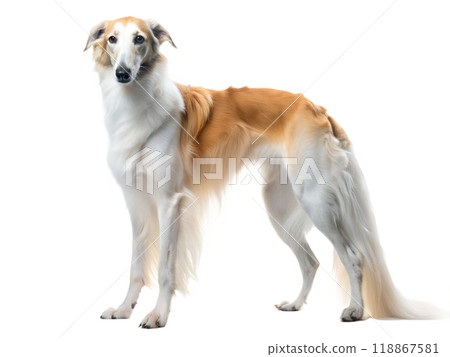 Borzoi dog standing and looking at camera, isolated on white background 118867581
