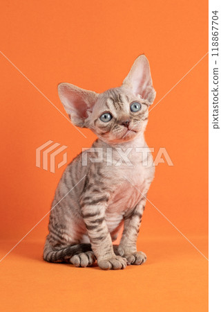 A gray striped kitten of the Devon Rex breed, sitting face forward on an orange background. 118867704