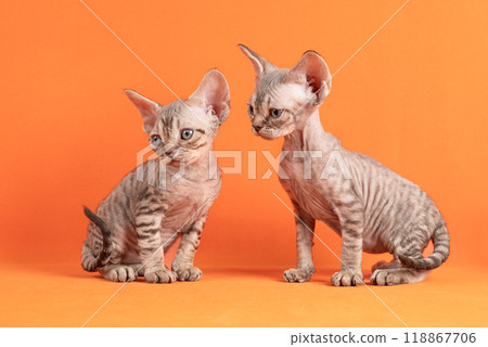 Cute litter of two Devon Rex cat kittens, sitting facing front. isolated and orange-yellow background. Cute litter of two Devon Rex cat kittens, sitting facing front. isolated and orange-yellow background. 118867706