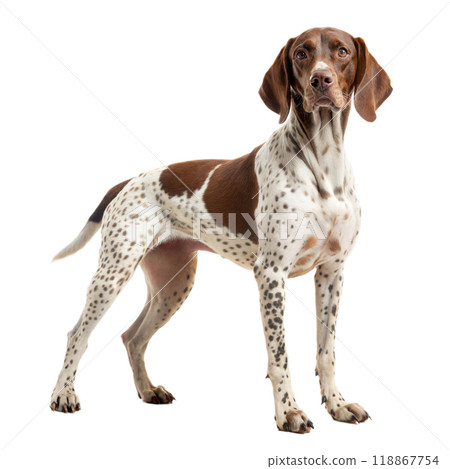 German Shorthaired Pointer. Kurzhaar dog isolated on white background. German Shorthaired Pointer. Kurzhaar dog isolated on white background. 118867754