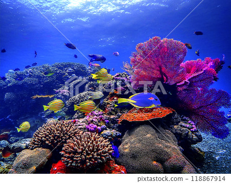 熱帶海洋 118867914