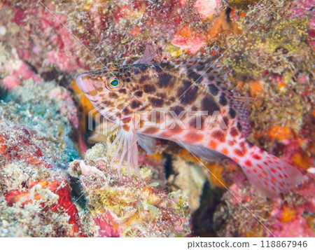 美麗的餐桌珊瑚、可愛的貢貝魚幼魚（貢貝科）等等。伊豆半島南伊豆町中木埼三海灘-2023 118867946