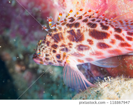 Beautiful table coral and cute juvenile hawkfish (hawkfish family), etc. Nakagi Hirizo Beach, Minamiizu Town, Izu Peninsula - 2023 118867947