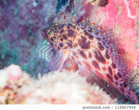 Beautiful table coral and cute juvenile hawkfish (hawkfish family), etc. Nakagi Hirizo Beach, Minamiizu Town, Izu Peninsula - 2023 118867948