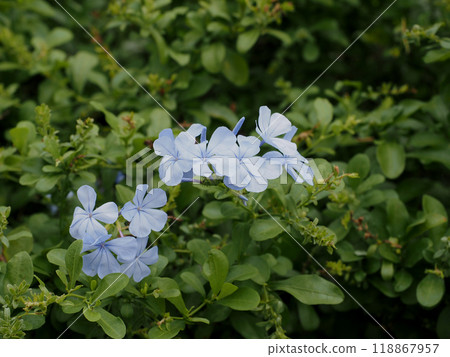 沐浴在陽光下的鉛草(淡藍色石墨花) 沐浴在陽光下的鉛草(淡藍色石墨花) 118867957