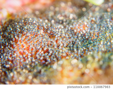 A mass of clownfish (subfamily Amphiprioninae) eggs laid on the beach. Nakagi Hirizo Beach, Minamiizu-cho, Izu Peninsula, Shizuoka Prefecture - 2023 118867983