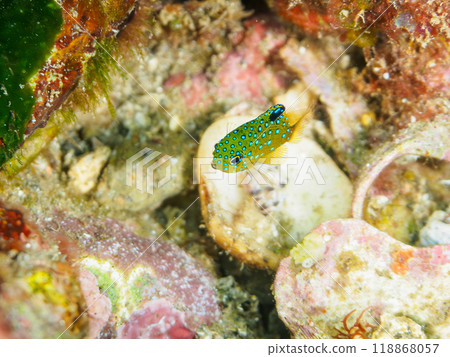 A juvenile blue-spotted damselfish (family Pomacentridae) as beautiful as a starry sky. Nakagi Hirizo Beach, Minamiizu-cho, Izu Peninsula - 2023 A juvenile blue-spotted damselfish (family Pomacentridae) as beautiful as a starry sky. Nakagi Hirizo Beach, Minamiizu-cho, Izu Peninsula - 2023 118868057