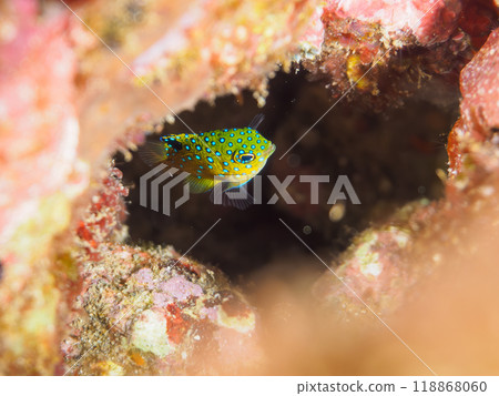 A juvenile blue-spotted damselfish (family Pomacentridae) as beautiful as a starry sky. Nakagi Hirizo Beach, Minamiizu-cho, Izu Peninsula - 2023 118868060