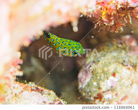 A juvenile blue-spotted damselfish (family Pomacentridae) as beautiful as a starry sky. Nakagi Hirizo Beach, Minamiizu-cho, Izu Peninsula - 2023 118868061