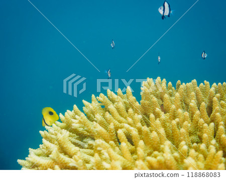 Beautiful Acropora (table coral) and juvenile Butterflyfish (Chaetefish) etc. 2023 118868083