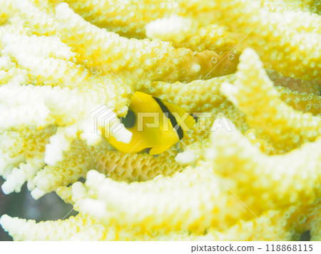 Beautiful Acropora (table coral) and juvenile Butterflyfish (Chaetefish) etc. 2023 118868115
