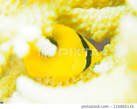 美麗的鹿角珊瑚 Acropora（桌珊瑚）和幼年的 Sumitsuki Tonosamadai（Chaetodonidae）等 2023 118868116