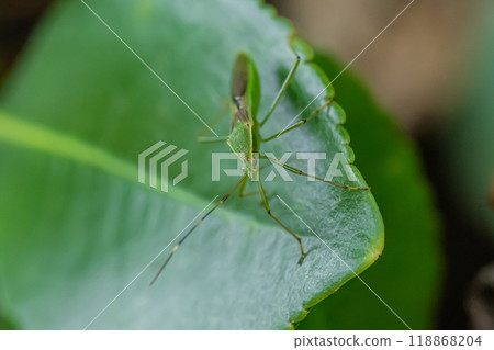 Spider helmet bug 118868204