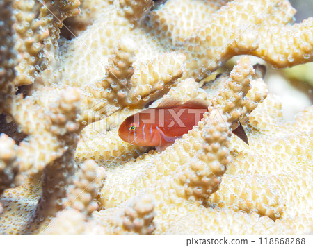 Beautiful Acropora (table coral) and juveniles of the Goby (family Gobyidae). Hirizo Beach - 2023 Beautiful Acropora (table coral) and juveniles of the Goby (family Gobyidae). Hirizo Beach - 2023 118868288