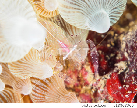 The beautiful translucent sea anemone shrimp (family Palaemonidae). Nakagi Hirizo Beach, Minamiizu-cho, Izu Peninsula, Shizuoka Prefecture - 2023 The beautiful translucent sea anemone shrimp (family Palaemonidae). Nakagi Hirizo Beach, Minamiizu-cho, Izu Peninsula, Shizuoka Prefecture - 2023 118868366