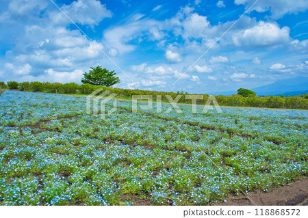 A hill where nemophila flowers bloom under a blue sky 118868572