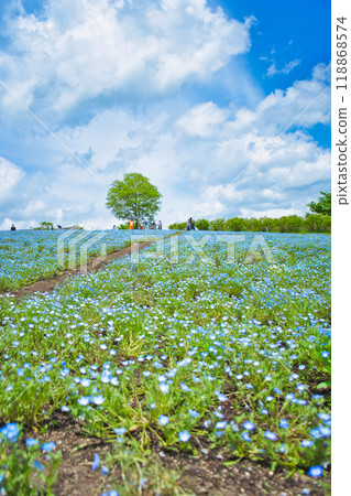 藍天白雲下開滿粉蝶的小山 118868574