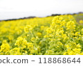強姦開花 118868644