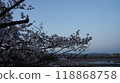 櫻花和黎明的月亮 櫻花和黎明的月亮 118868758