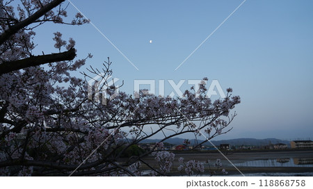 櫻花和黎明的月亮 118868758