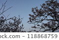 黎明的櫻花與遙遠的月亮 黎明的櫻花與遙遠的月亮 118868759
