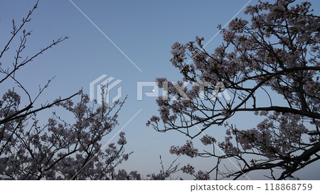 Cherry blossoms at dawn and the distant moon Cherry blossoms at dawn and the distant moon 118868759