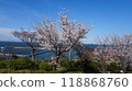 碧海藍天,櫻花盛開 碧海藍天,櫻花盛開 118868760