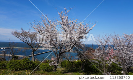 碧海藍天,櫻花盛開 碧海藍天,櫻花盛開 118868760