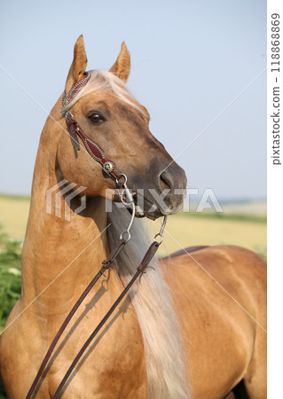 Amazing quarter horse with long mane 118868869