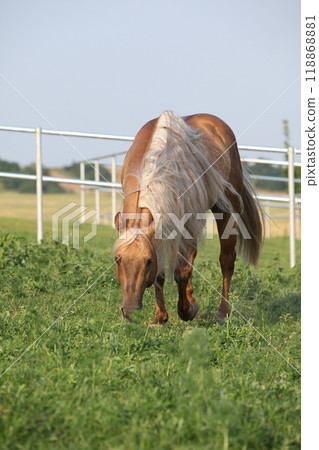 Amazing palomino quarter horse with long mane 118868881