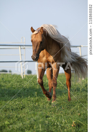 Amazing palomino quarter horse with long mane 118868882